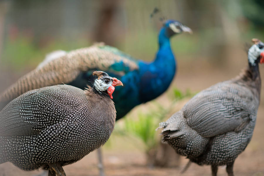 Jeju Island Safari Aviary Wallpaper