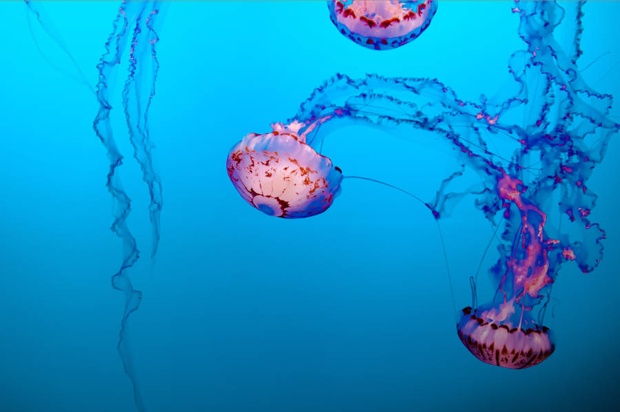 Jellyfish 4k Hd Laptop Wallpaper