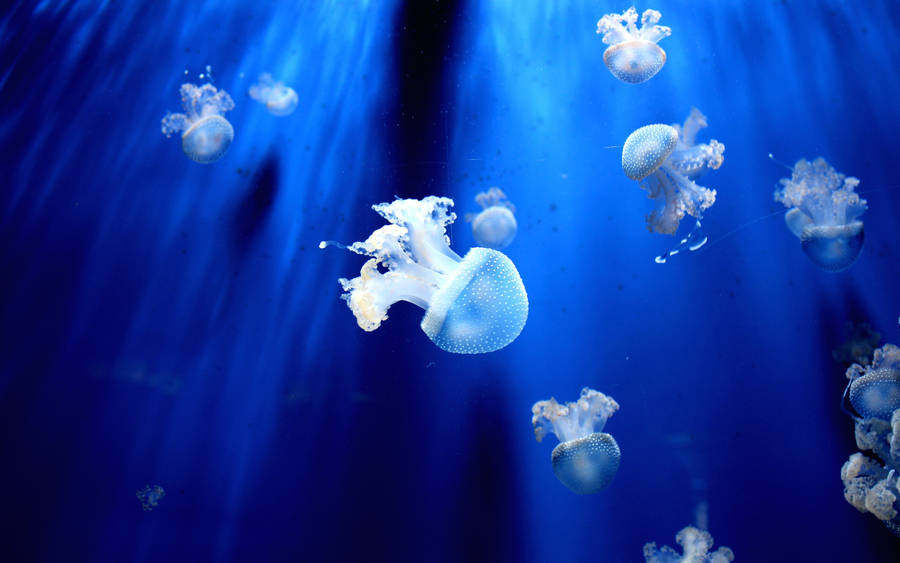 Jellyfish Swimming Underwater Wallpaper