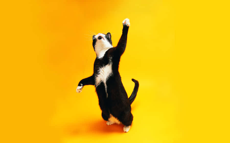 Joyful Dancing Caton Yellow Background.jpg Wallpaper