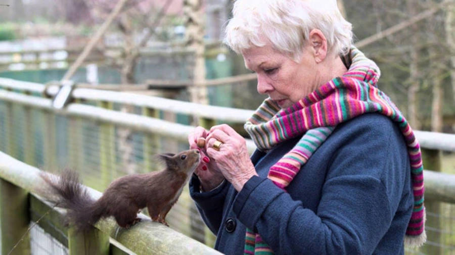 Judy Dench And A Squirrel Wallpaper