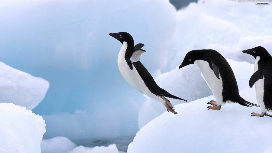 Jumping Baby Penguins Wallpaper