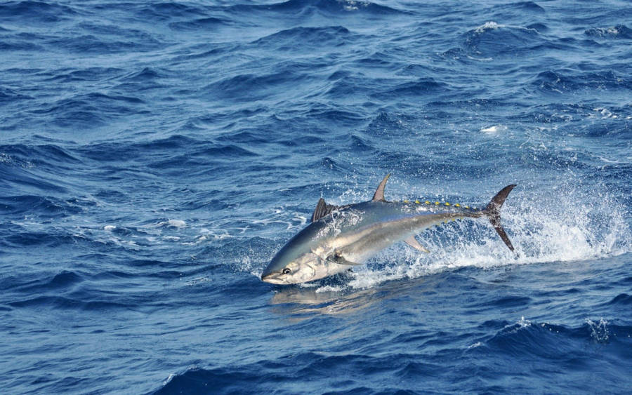 Jumping Tuna On Blue Ocean Wallpaper