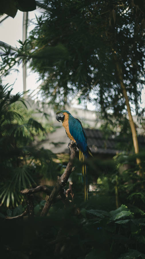 Jungle Blue-and-gold Macaw Wallpaper