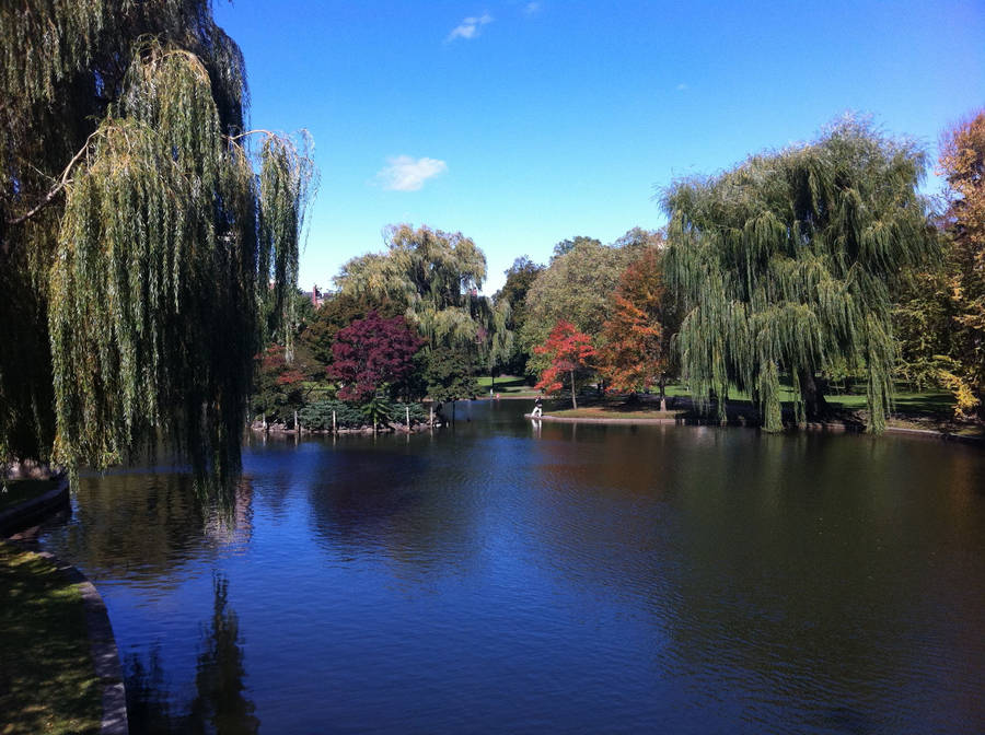 Jungle Looking Trees In Boston Wallpaper