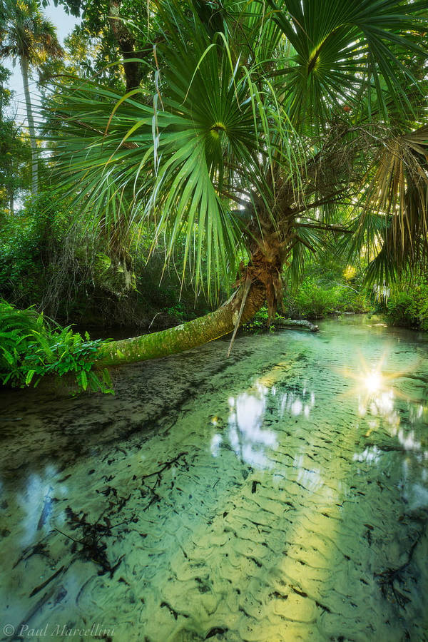 Juniper Springs Florida Wallpaper