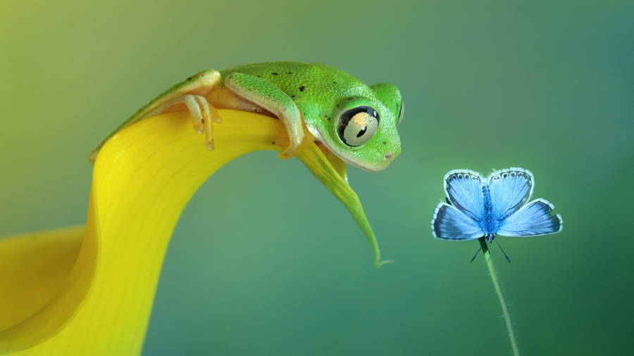 Kawaii Frog And Butterfly Wallpaper