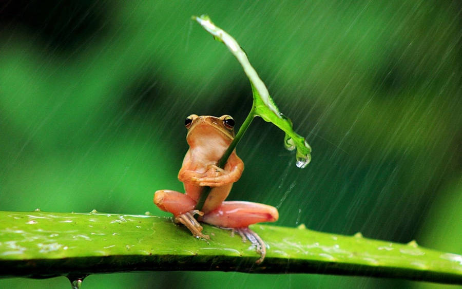 Kawaii Frog Under The Rain Wallpaper