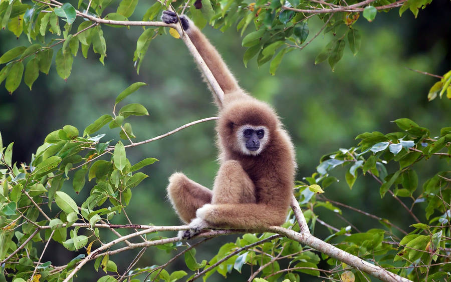 Kaziranga National Park Gibbon Monkey Wallpaper