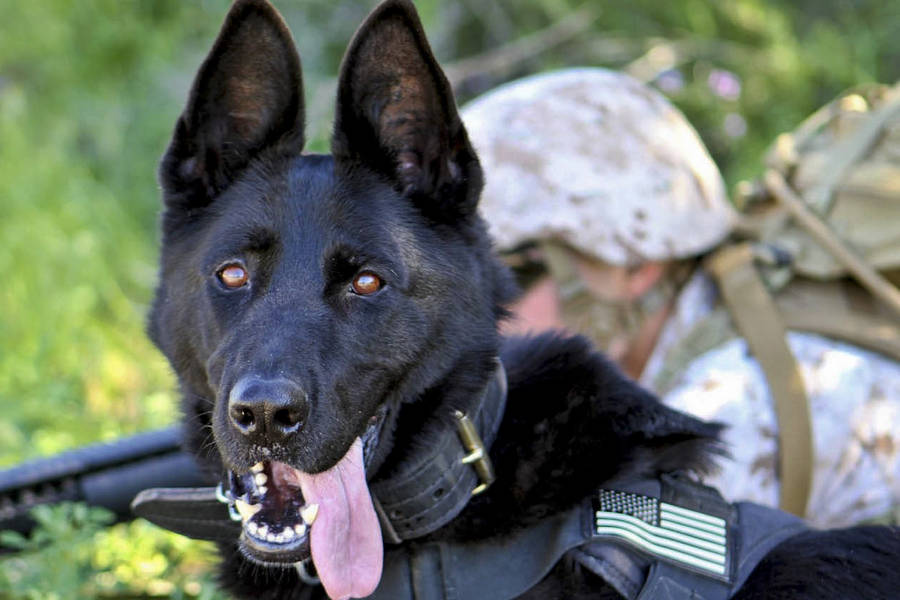 Keen Military German Shepherd Wallpaper