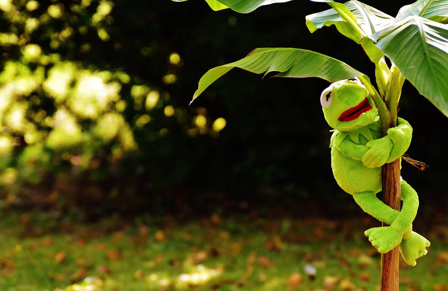 Kermit The Frog On Tree Wallpaper