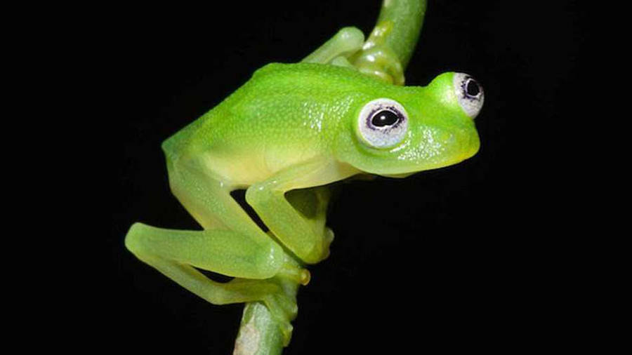 Kermit The Frog Tree Frog Wallpaper