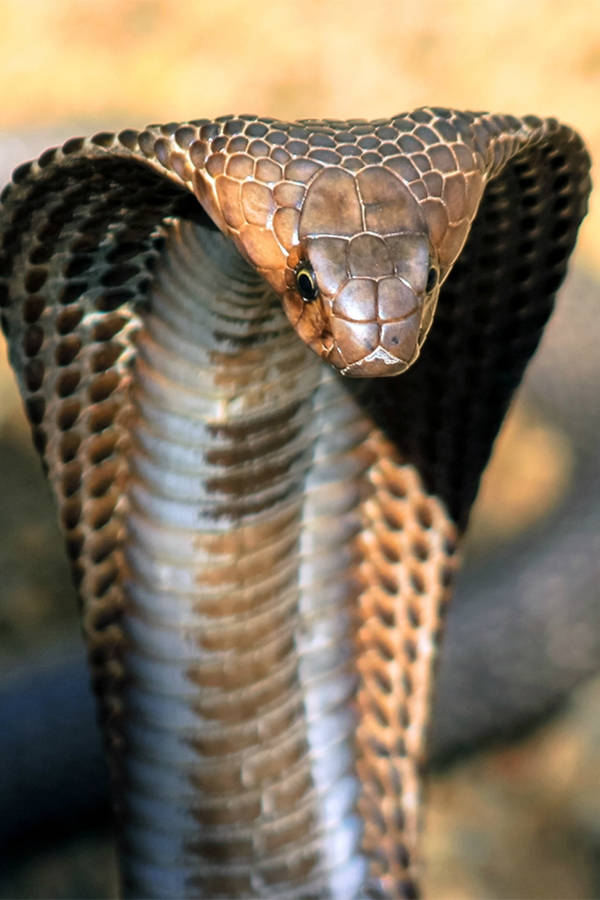 King Cobra Close-up Wallpaper