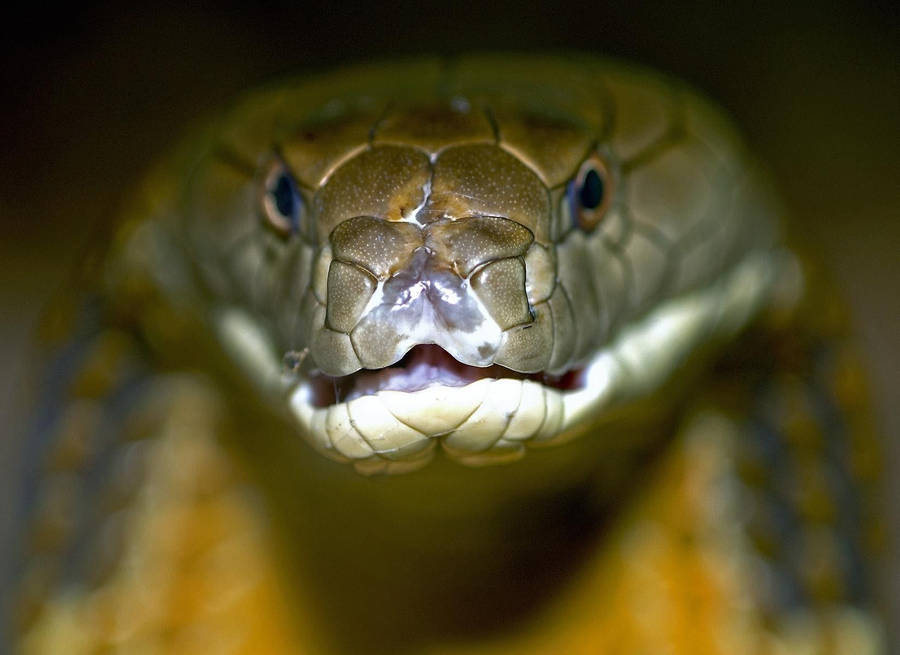 King Cobra Front Face Wallpaper