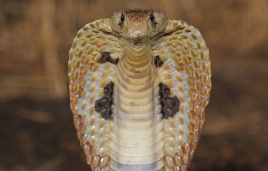 King Cobra Hood Wallpaper