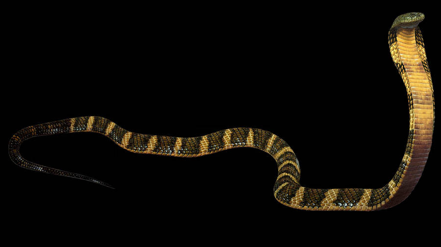 King Cobra Stripes Wallpaper