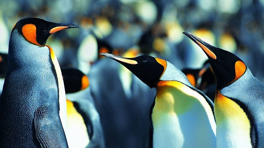 King Penguin Wallpaper