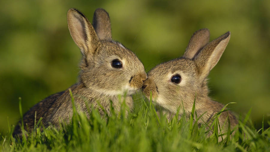 Kissing Brown Bunnies Wallpaper