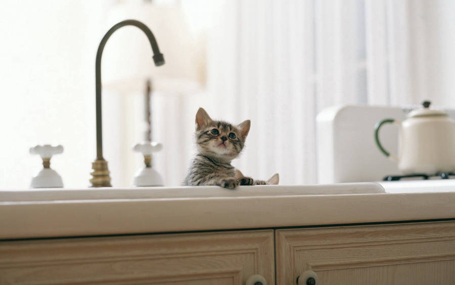 Kitten, Baby, Sink, Kitchen Wallpaper