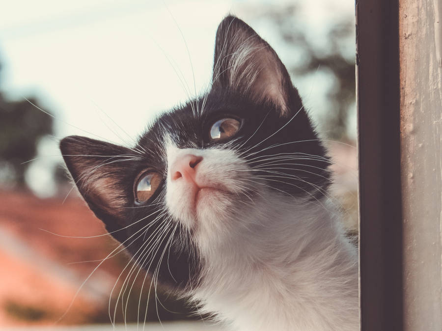 Kitten By The Window Wallpaper