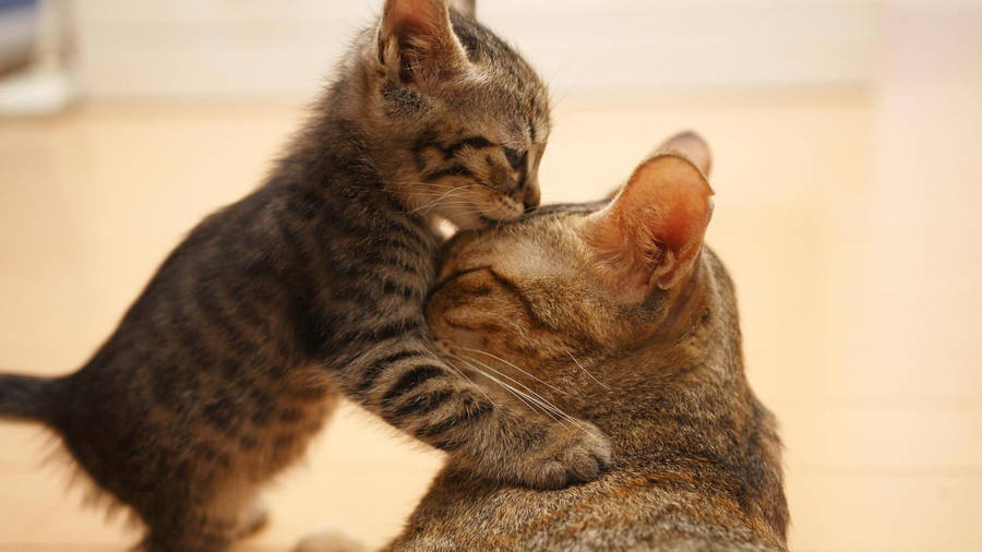 Kitten Nuzzling Adult Cat Moment Wallpaper