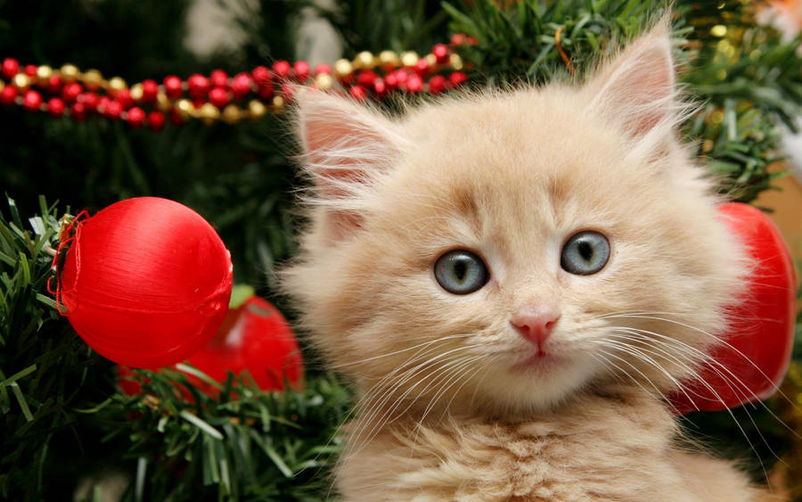 Kitten With Christmas Tree Wallpaper