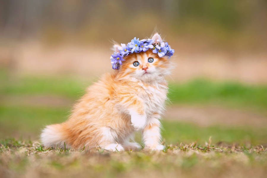 Kitten With Flower Crown Wallpaper