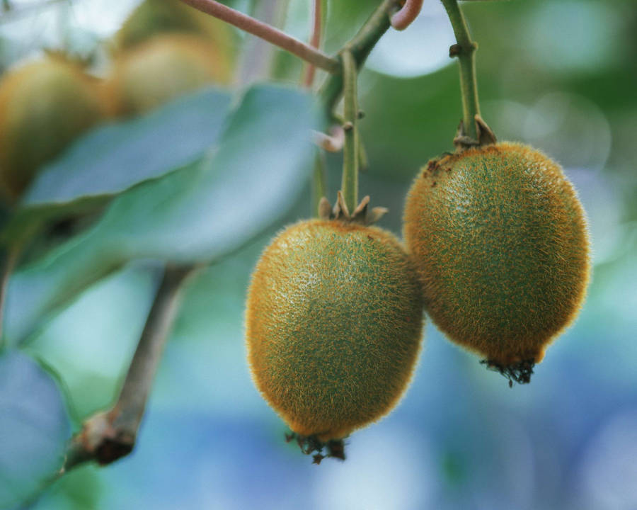 Kiwi Tree Hd Wallpaper