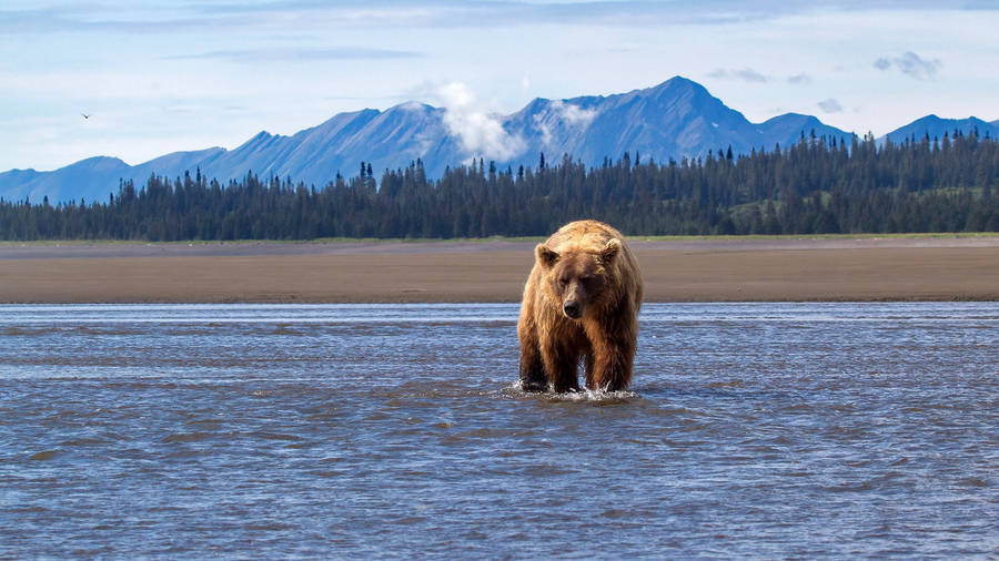 Kodiak Bear On Blue Sea Wallpaper