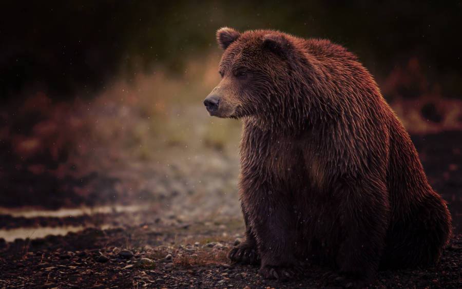 Kodiak Bear On Rocky Sand Wallpaper