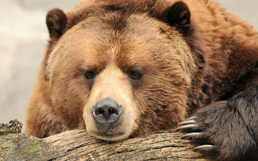 Kodiak Bear On Tree Branch Wallpaper