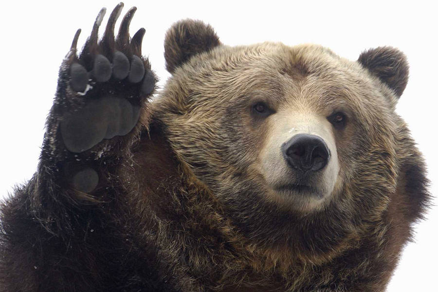 Kodiak Bear Waving Bear Claws Wallpaper