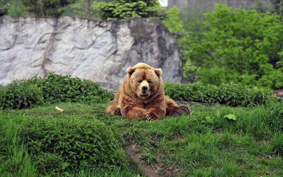 Kodiak Bear With Plants Wallpaper