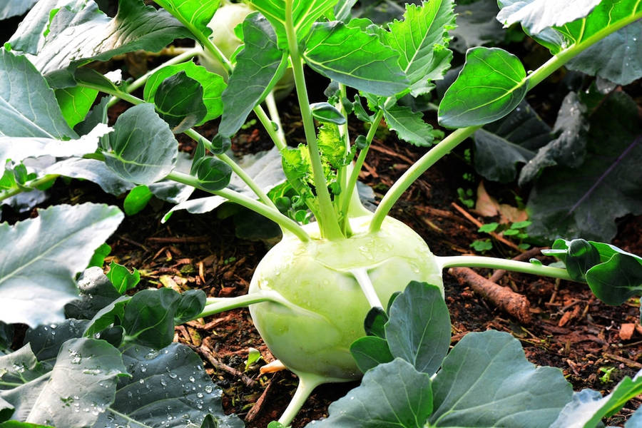 Kohlrabi Green Root Crop Wallpaper