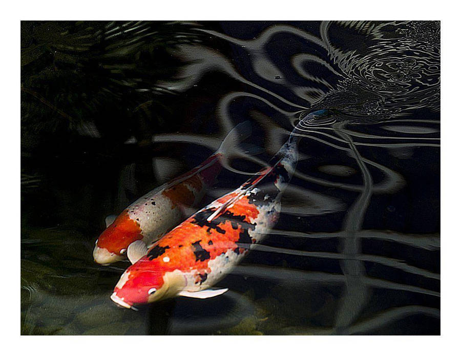 Koi Fish Pair Wallpaper