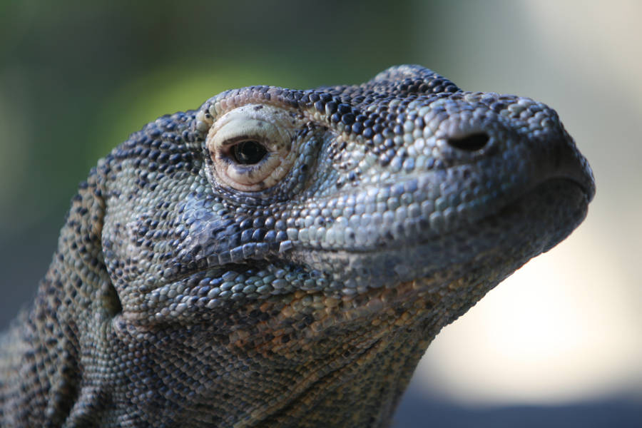 Komodo Dragon Monitor Lizard Macro Shot Wallpaper