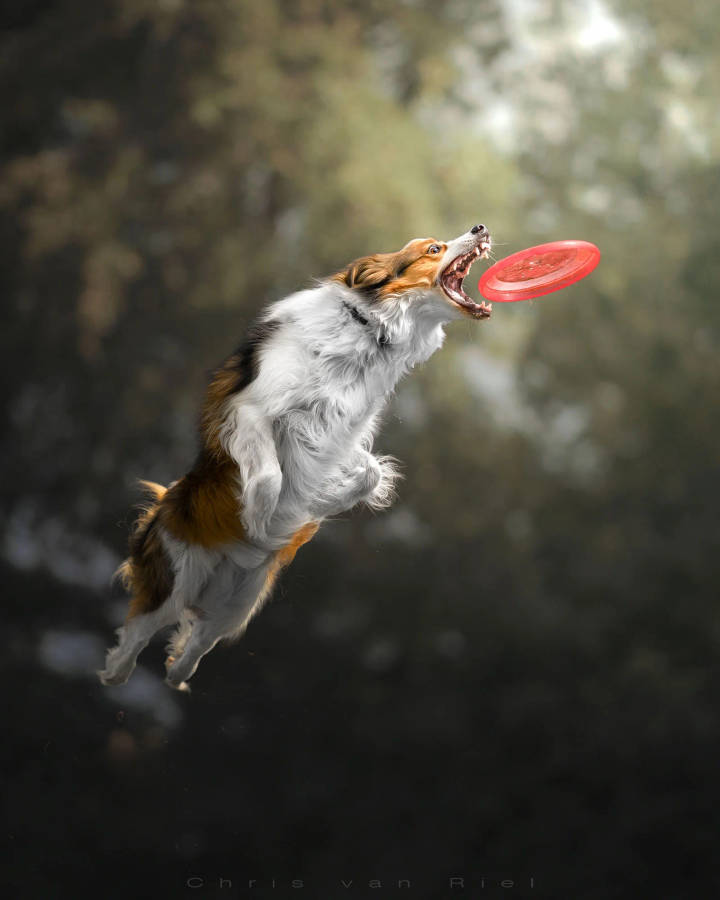 Kooikerhondje Ultimate Frisbee Wallpaper