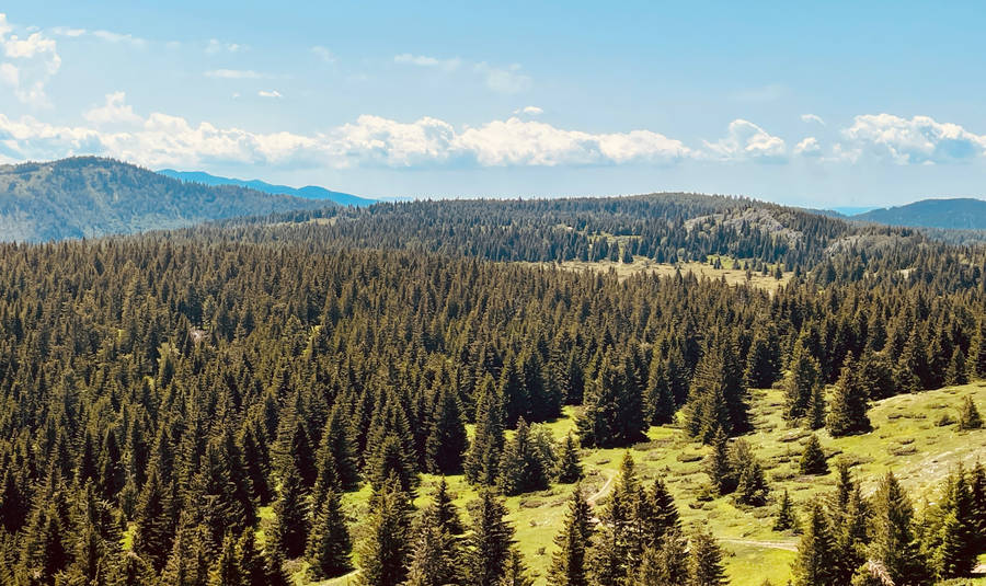 Kosovo Pine Trees On Mountain Wallpaper