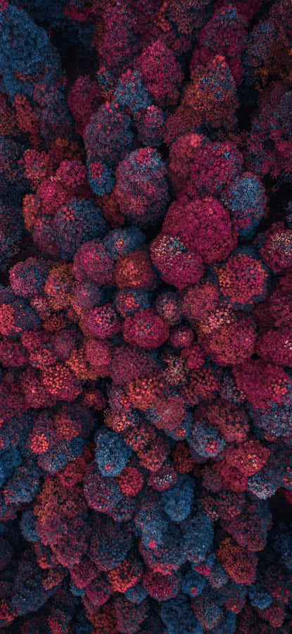 Krasny Bor Red Forest, Embrace The Beauty Of Nature Wallpaper