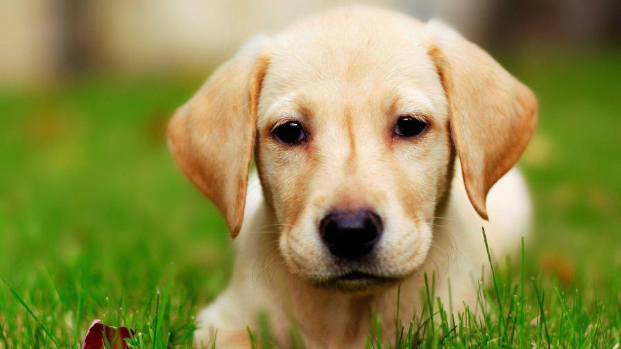 Labrador Retriever Close-up Wallpaper