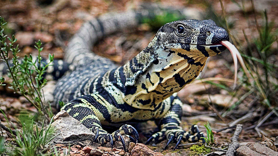 Lace Monitor Lizard With Forked Tongue Wallpaper