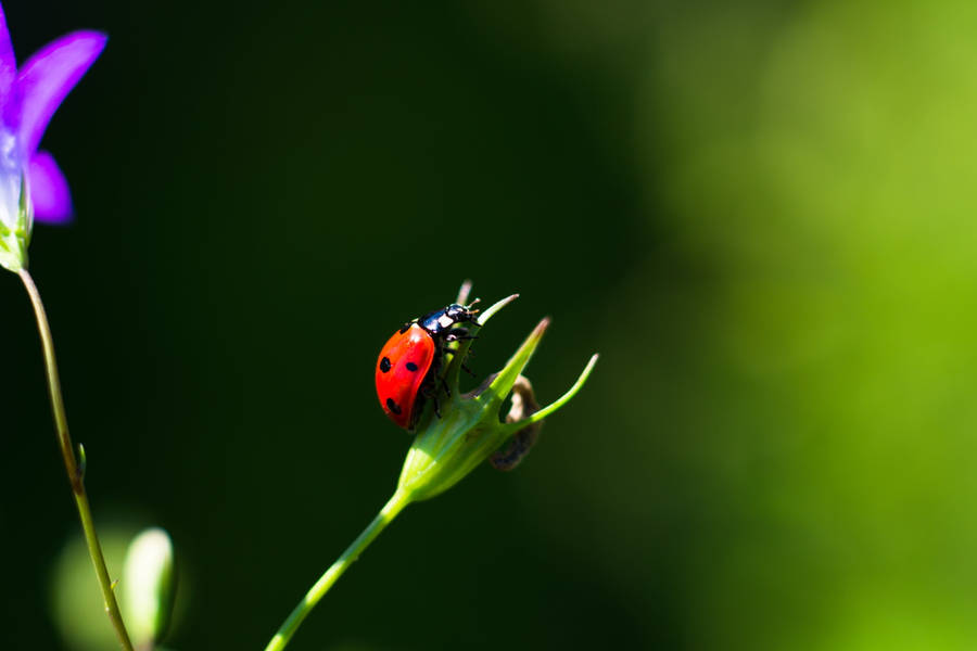 Ladybug Asian Beetle Species Wallpaper