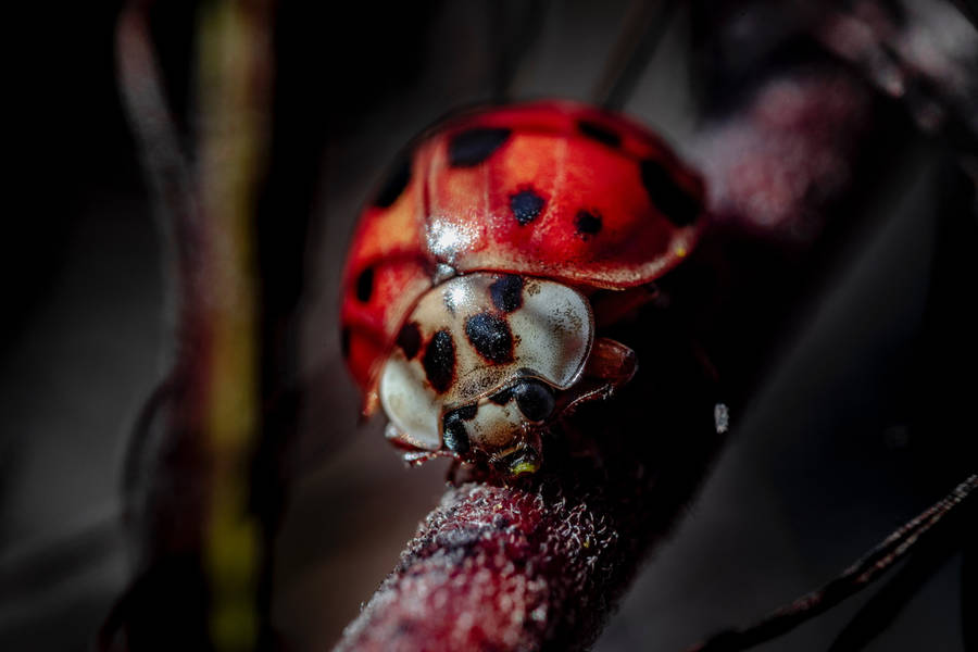 Ladybug Beetle Omnivorous Insect Wallpaper