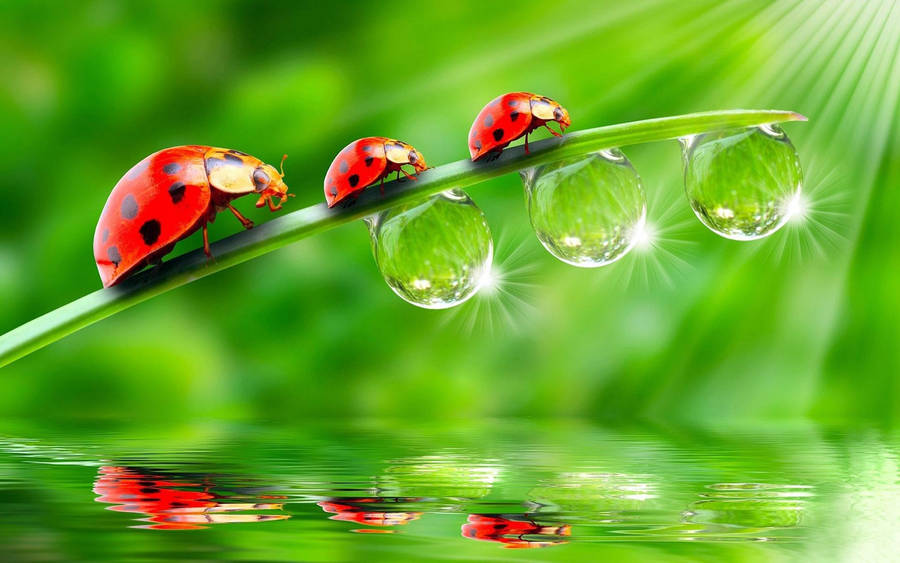 Ladybug Beetles On Green Leaf Wallpaper