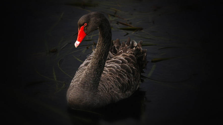 Lake Swan On Black Tablet Wallpaper