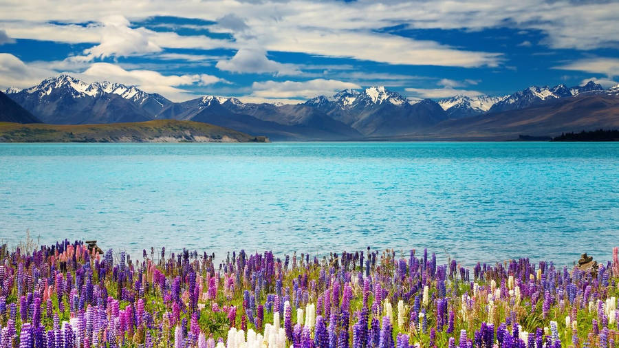 Lake Tekapo New Zealand Wallpaper