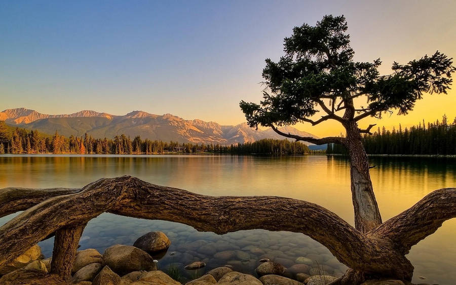 Lake View With Fallen Tree Wallpaper