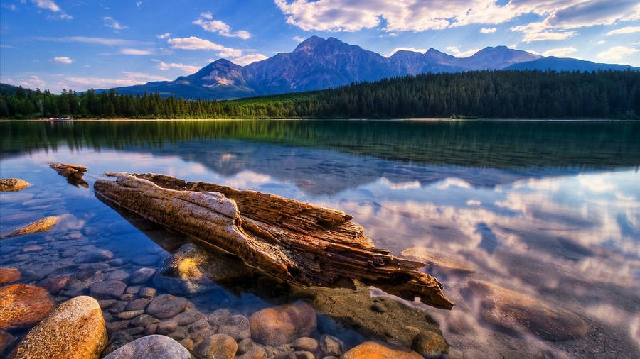 Lake View With Rotten Log Wallpaper