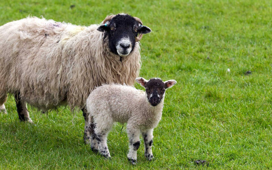 Lamb Black And White With Mother On Grass Wallpaper