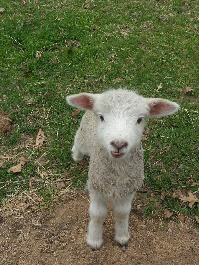 Lamb On Grass Looking Up Wallpaper